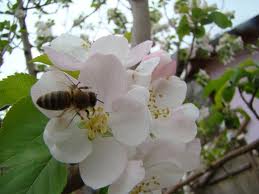 arı ve çiçek