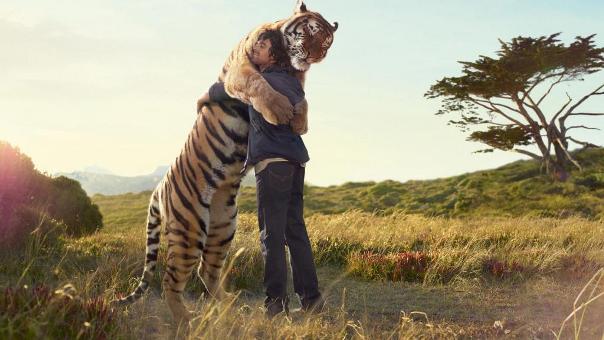 white-tiger-animal-nature-hug-and-89782