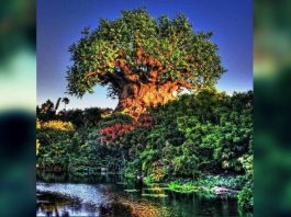 Hayat Ağacı: Tek olasılık