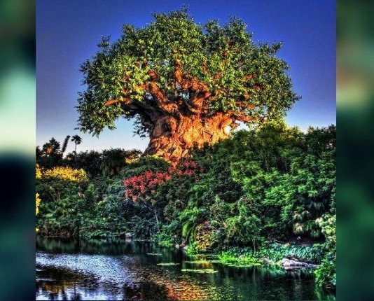 Hayat Ağacı: Tek olasılık