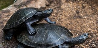 Kaplumbağa ve Maslow'un ihtiyaçlar hiyerarşisi