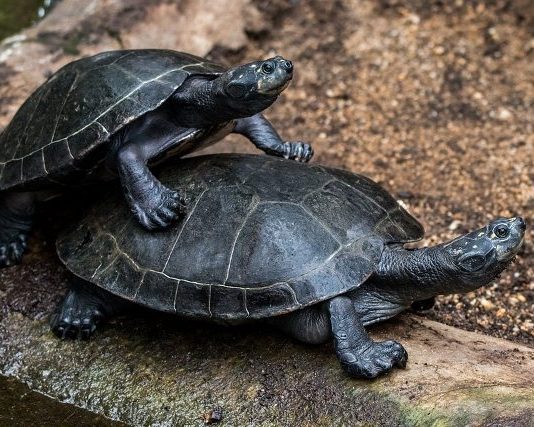 Kaplumbağa ve Maslow'un ihtiyaçlar hiyerarşisi
