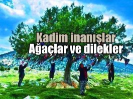 Dile benden ne dilersen: Ağaç ve dilekler