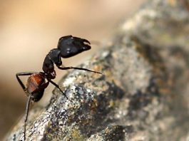 Bozkır, Karınca ve Aşk: "Dokunma ve sadece izle!"