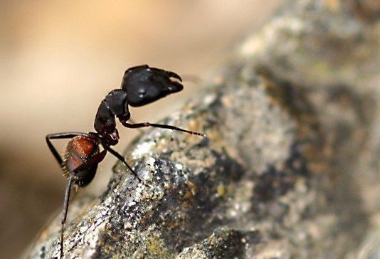 Bozkır, Karınca ve Aşk: "Dokunma ve sadece izle!"