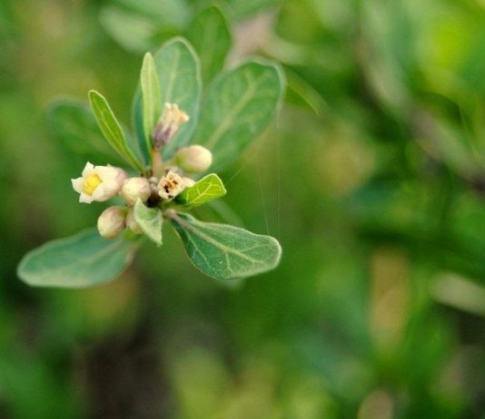 Muhyiddin İbn-i Arabi