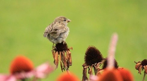 Serçe Gibi: Serçe gibi ürkek, narin, sevimli