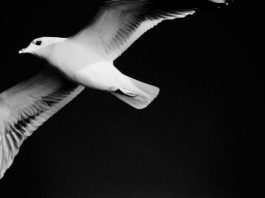 Uç! Daha Yükseğe Uç Yürekli Ol! Özgür ol!