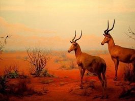 Yüksek dozda korunma güdüsünün getirdiği kolonileşme hareketleri