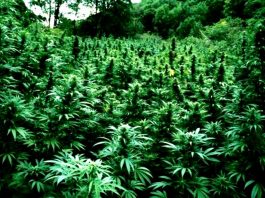 cannabis forest kenevir ormanı