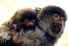 Her canlı mucizenin ta kendisi