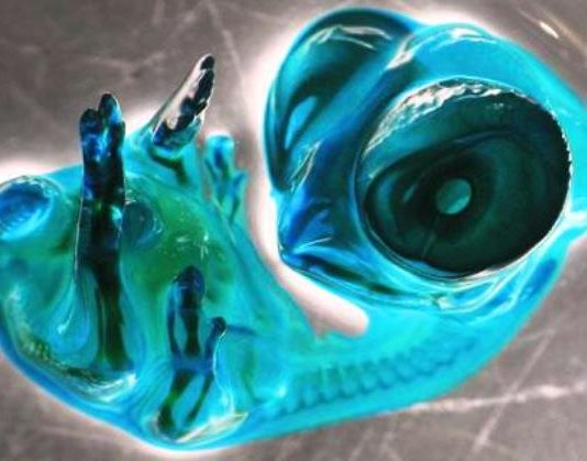 Mikroskop fotoğrafları