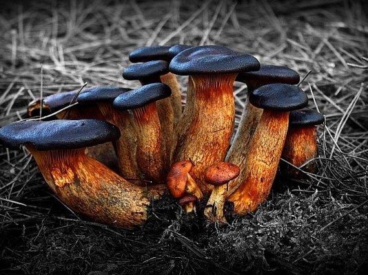 Kültürel seksin hikayesi