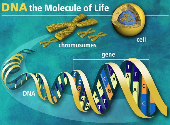 image_1305-genome