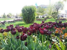 Bir rüyanın içinde rüyaya uyanmak