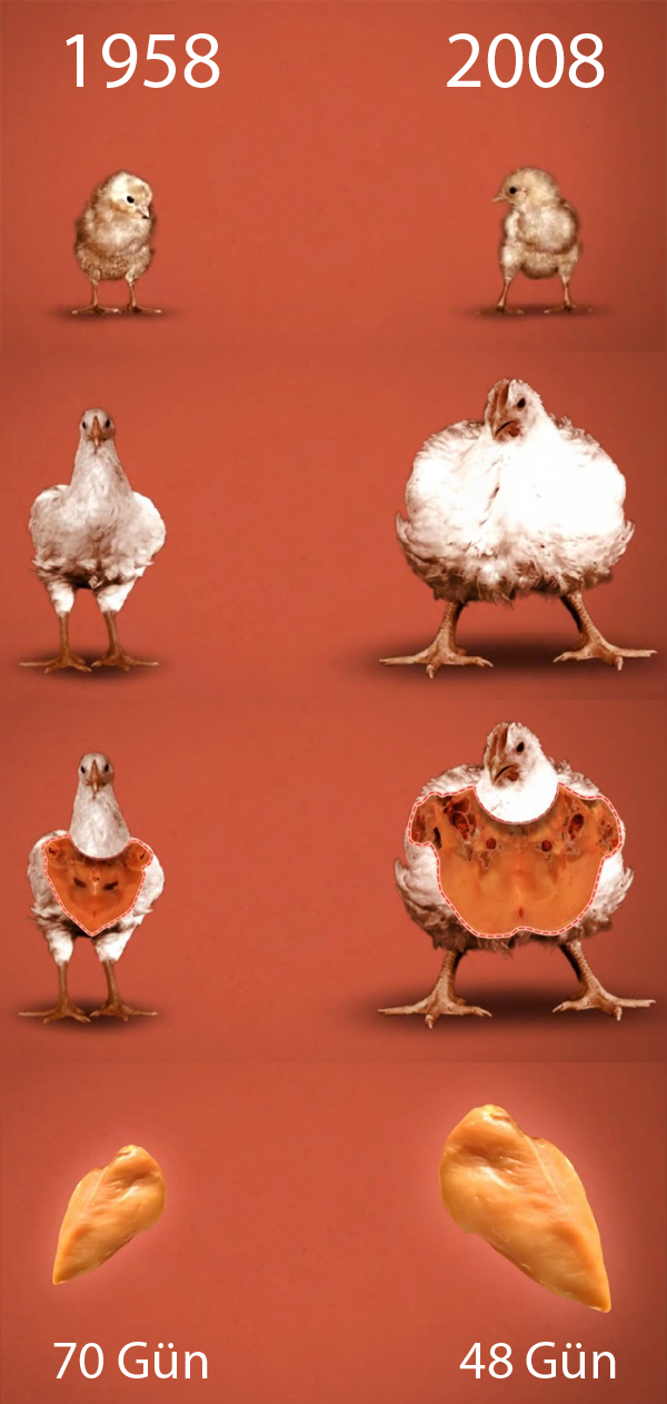 tavuk gelişim gıda