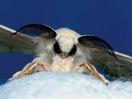 Kovaladıkça kaçan ipek böceği