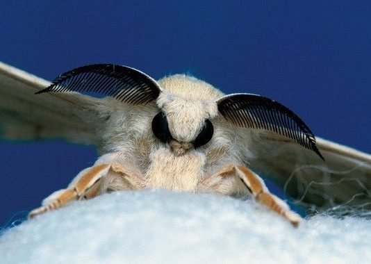 Kovaladıkça kaçan ipek böceği