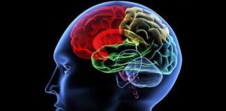 İnsan beyninin şifresi: İnsan beyni ve unutmak