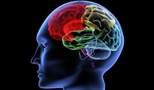 İnsan beyninin şifresi: İnsan beyni ve unutmak