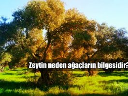 Ağaçların bilgesi: Zeytin