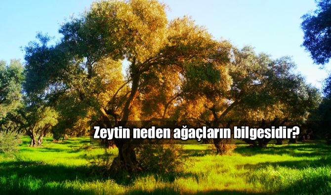 Ağaçların bilgesi: Zeytin