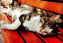 Etrafımızda apaçık mucizeler var; fark etmiyoruz!