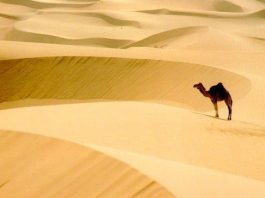 Bir masal vardı: Bir hicaz nağmesin Keloğlan