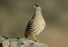 Sorumsuz Av ile Doğa Tahribatı ahzab suresi kuran-ı kerim