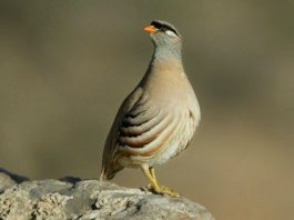 ahzab suresi kuran-ı kerim