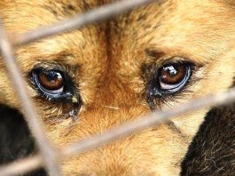 pet shop köpek hayvan satışı