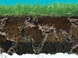 Toprağa dayalı politikalar