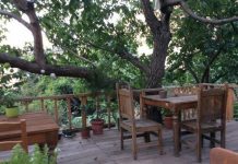 Organik Ev’de Tıbbi ve Aromatik Bitkiler Atölyesi organik ev