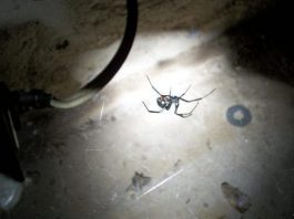 Türkiye, cebi deliklerin ve cinsel iktidarsızların ülkesidir. karadul örümceği