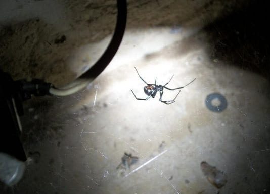 Türkiye, cebi deliklerin ve cinsel iktidarsızların ülkesidir. karadul örümceği