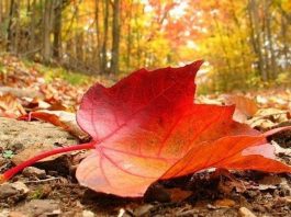 türk kürt ayrımcılık