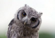 Baykuşun Savunması baykuş