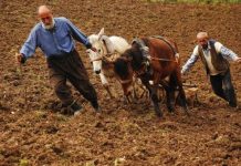 5 Aralık Dünya Toprak Günü: İnsan ve Toprak ilişkisi