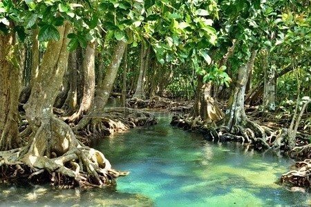 mangrov ormanları nehir bataklık ormanları