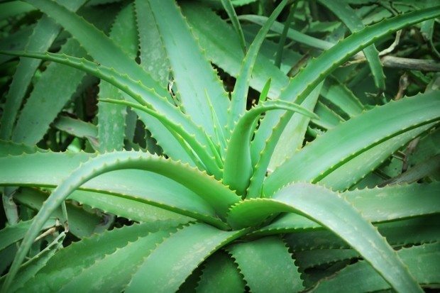Aloe-Vera-as-an-Anti-inflammatory (620x413)