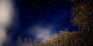 Yılancı Takımyıldızı Ophiuchus: Dönüşüm Başladı mı? Gece gökyüzünde yıldızlar ve ağaç silüetleri