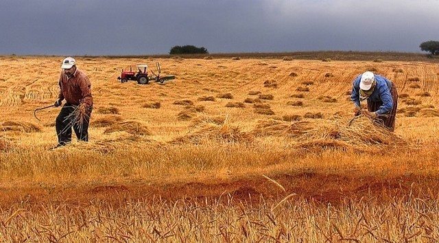 küresel tarım raporu kuraklık Kırsala Dönüş Projesi 5 aralık dünya toprak günü
