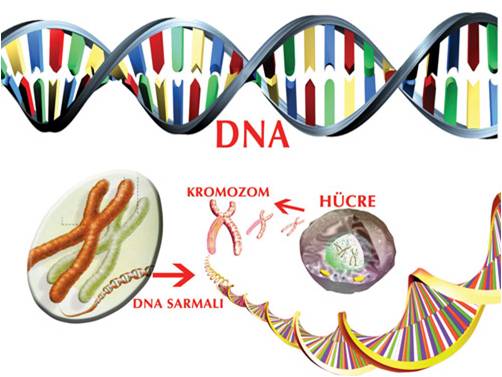 nükleotitler genleri oluşturur hücre 
