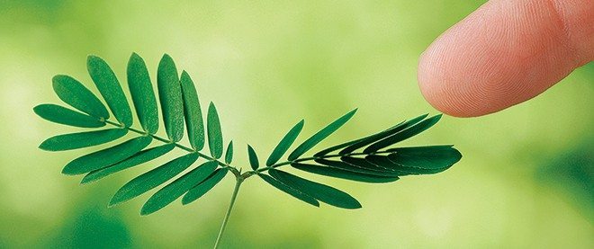 bitkilerin dişilik hormonu bitkiler virüs enfeksiyon