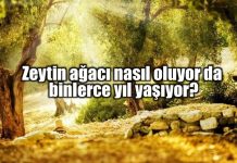 Santorini’de 39.000 yıllık zeytin ağacı fosilleri Santorini 39000 yıllık zeytin ağacı fosilleri