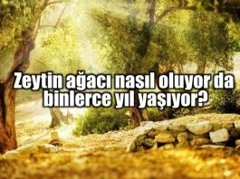 Santorini 39000 yıllık zeytin ağacı fosilleri