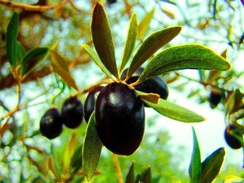 zeytin ağacı zeytinyağ zeytin nasıl yetişir iklimi meyvesi