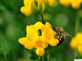 bitkiler çevreci kimya mühendisi bitkilerin faydaları