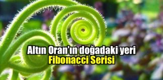 Fibonacci ve Altın Oran'ın doğadaki yeri