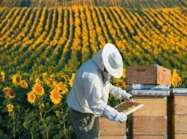 bal arı ürünleri üretici balcı balın sahtesi olur mu
